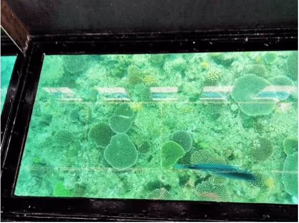 9月30日迄/『沖縄本島北部』観光バスツアー★グラスボート ⇒  海洋博公園⇒備瀬フクギ並木 ⇒万座毛⇒やちむんの里⇒アメリカンビレッジ（B）